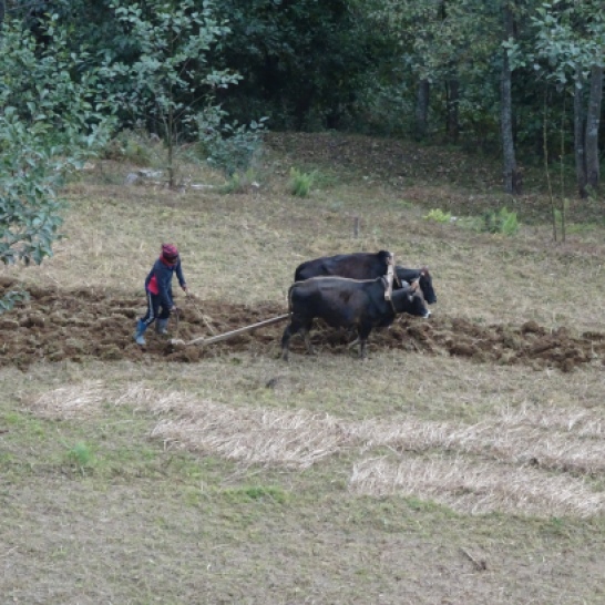 ploughing with 2 waterbuffaloes